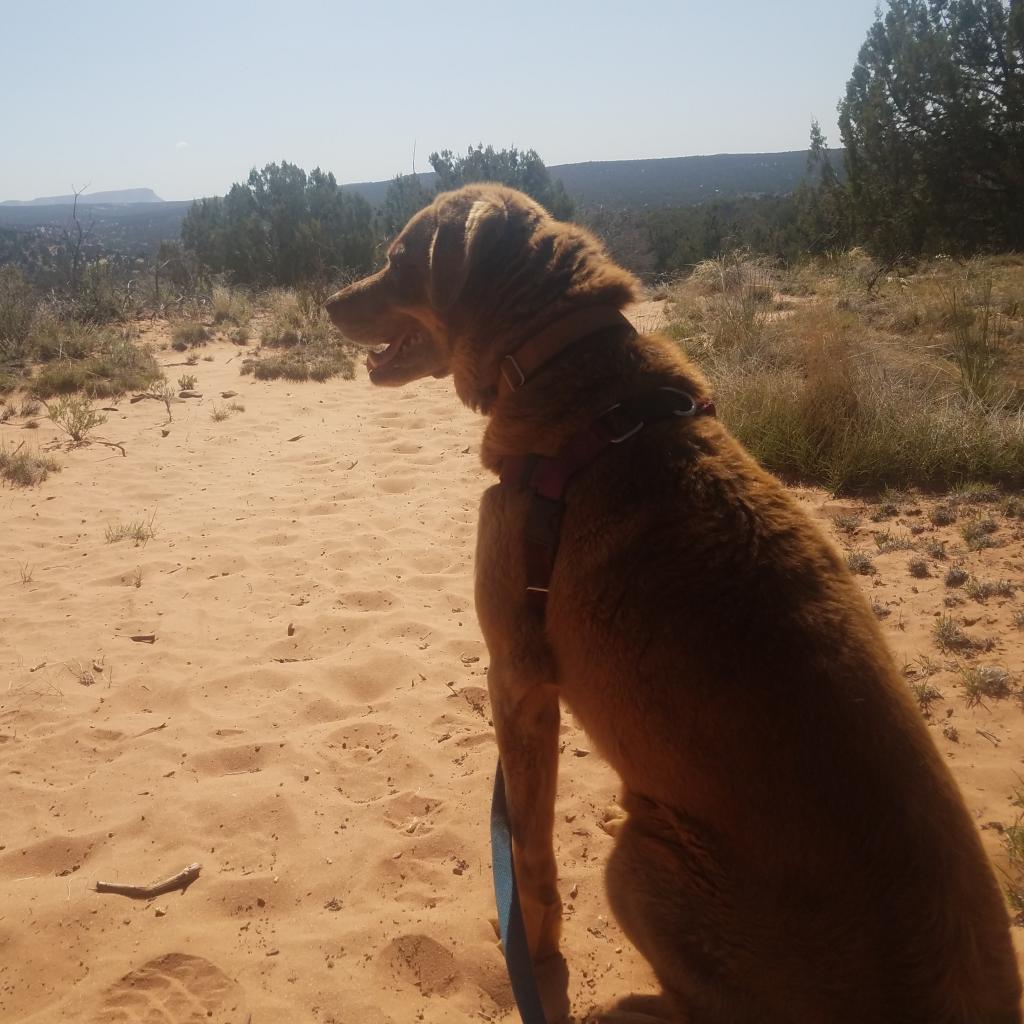 Akita — thumbnail 5