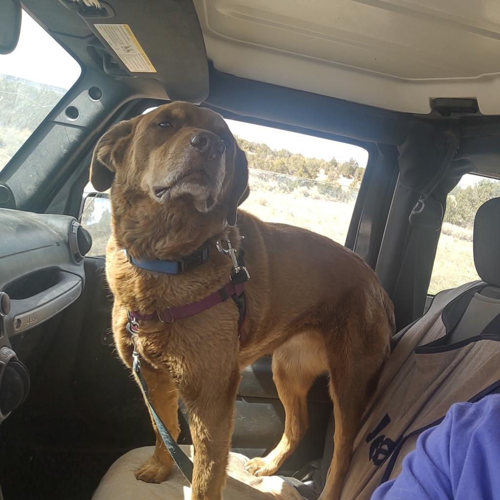 Akita — thumbnail 6