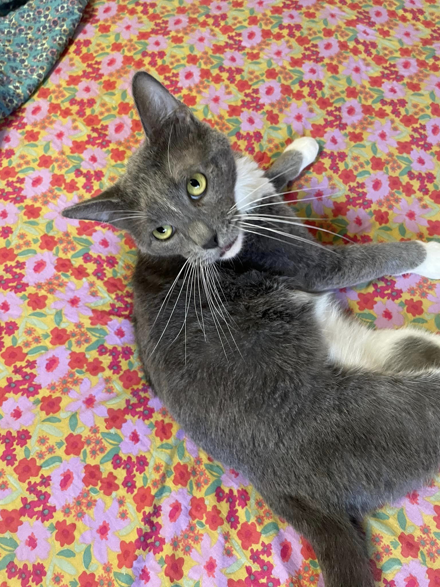 Enlarge Nevermore, a Adoptable Domestic Short Hair in Tacoma, WA image 3/3