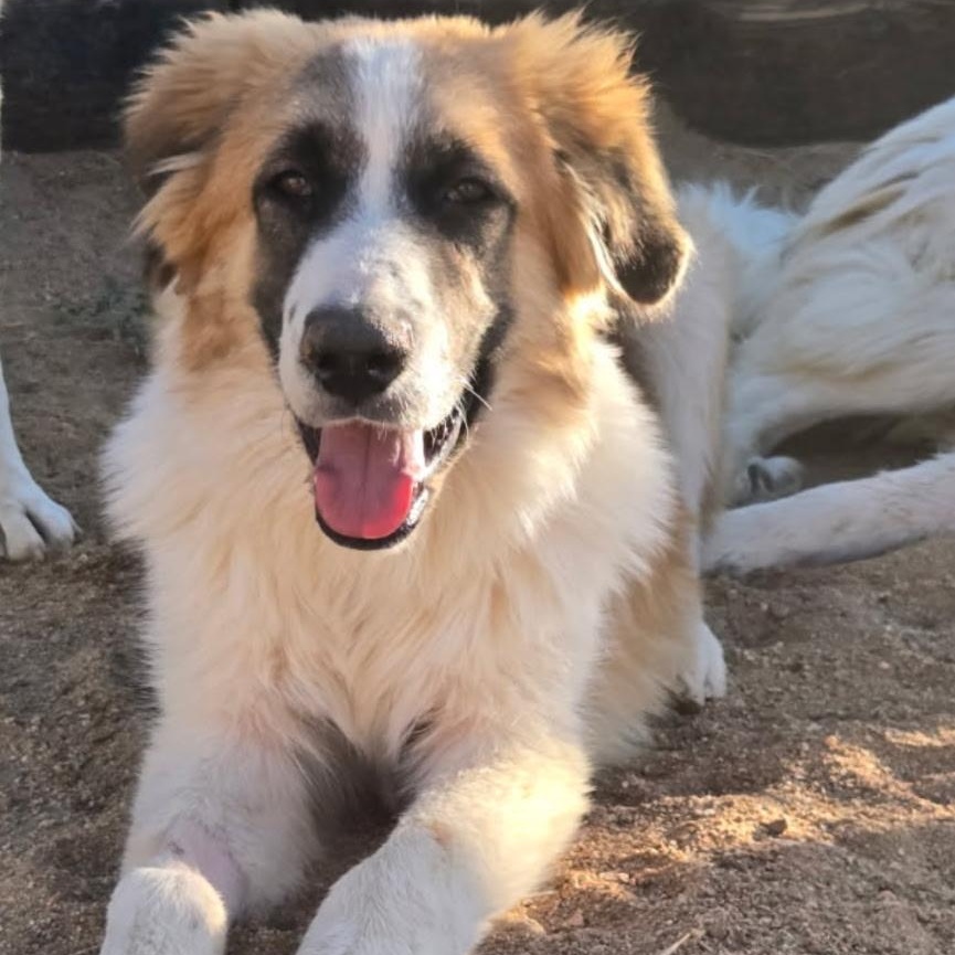 Enlarge Alister, a Adoptable mixed breed in Los Angeles , CA image 1/4