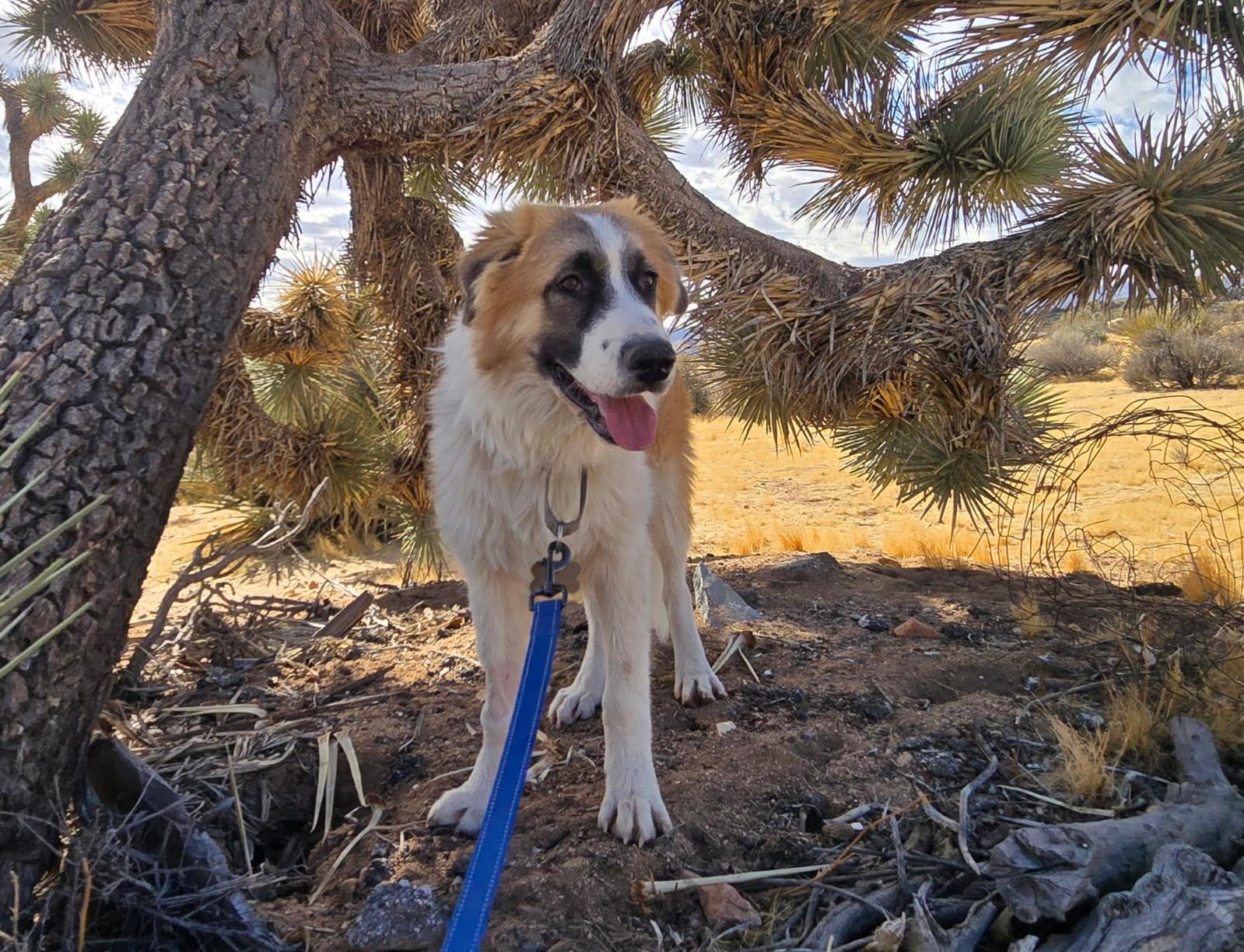 Enlarge Alister, a Adoptable mixed breed in Los Angeles , CA image 2/4