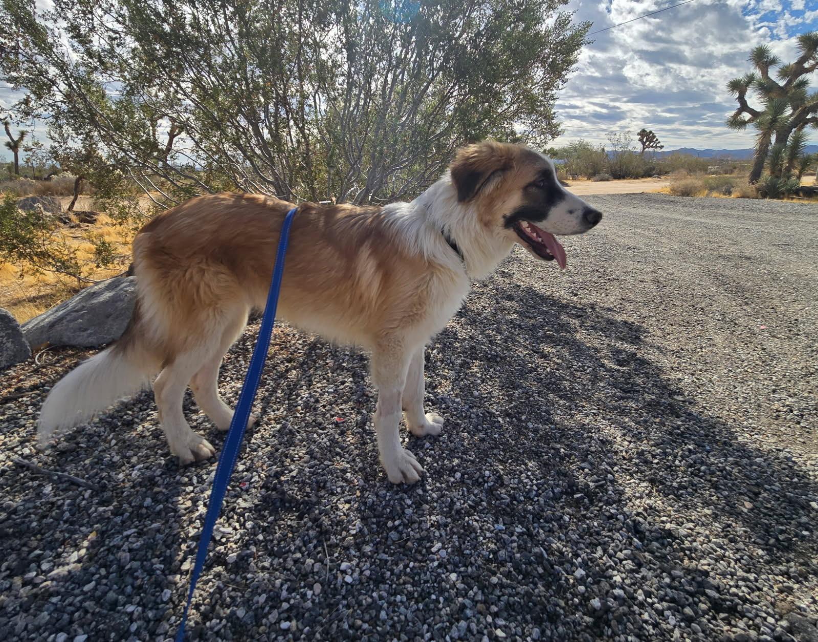 Enlarge Alister, a Adoptable mixed breed in Los Angeles , CA image 4/4