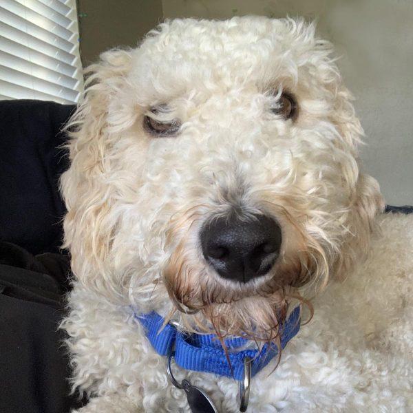Enlarge Norton, a Adopted Goldendoodle in Elverta, CA image 1/1