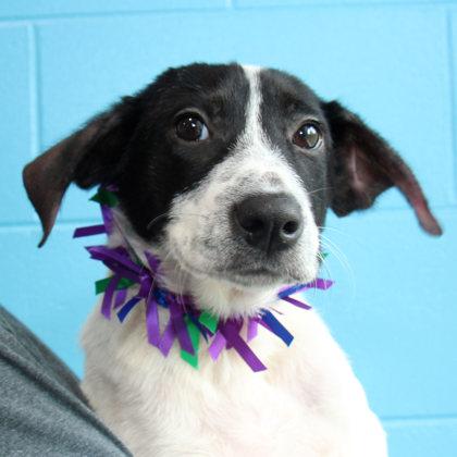 Ryland Grace, Adoptable, Young Female Mixed Breed.