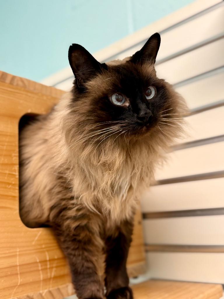 Mama, Adoptable, Adult Female Siamese.