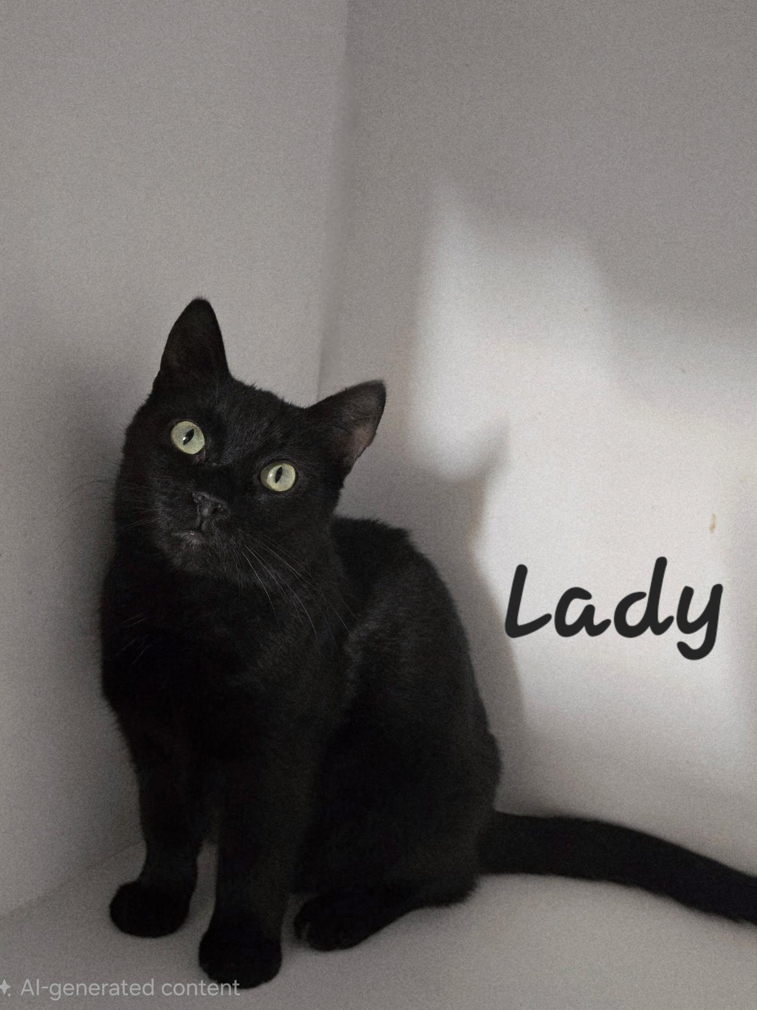 Enlarge Lady , a ADOPTABLE Domestic Short Hair in Chilliwack, BC image 1/1
