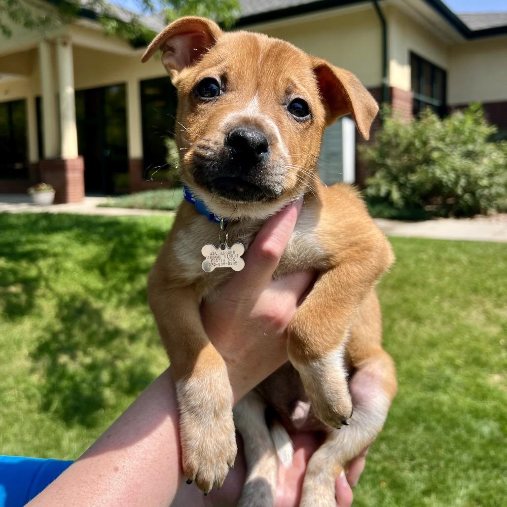 Buddy, a Adoptable mixed breed in Fort Collins, CO image 1/5