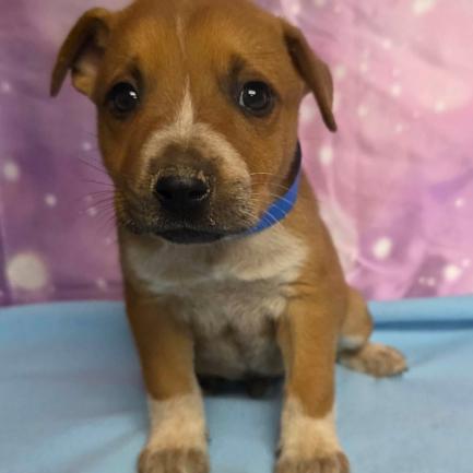 Buddy, a Adoptable mixed breed in Fort Collins, CO image 2/5