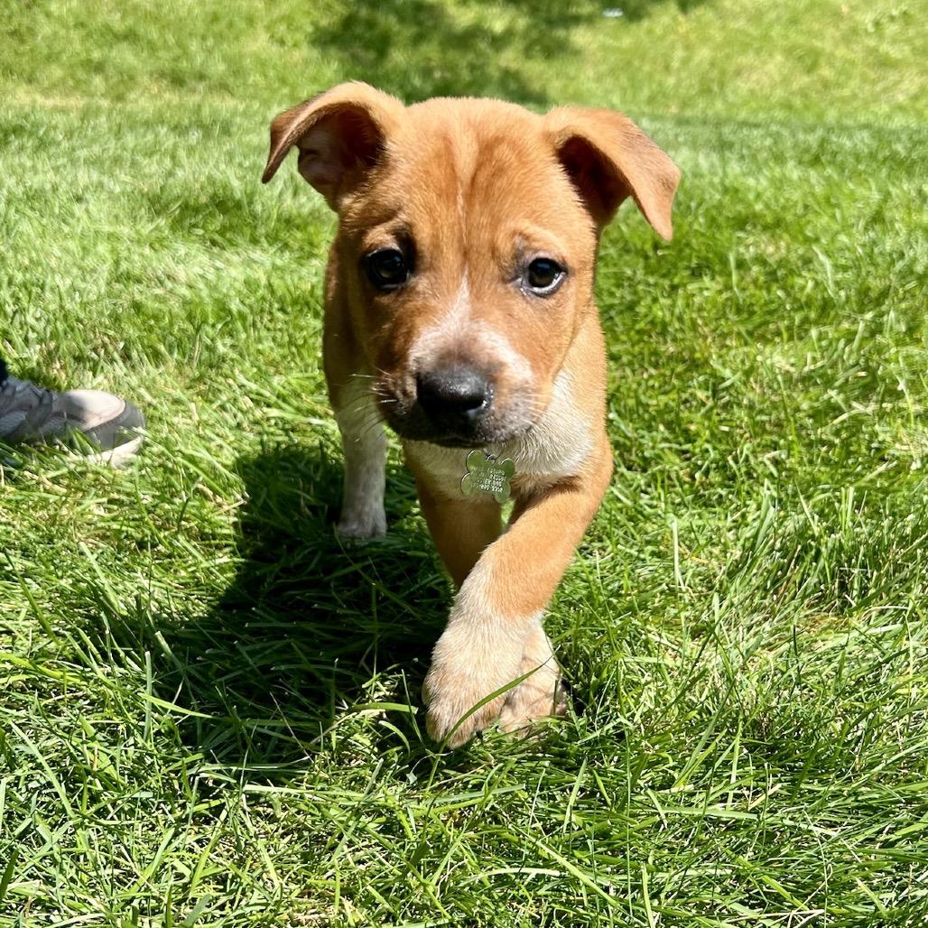 Buddy, a Adoptable mixed breed in Fort Collins, CO image 3/5