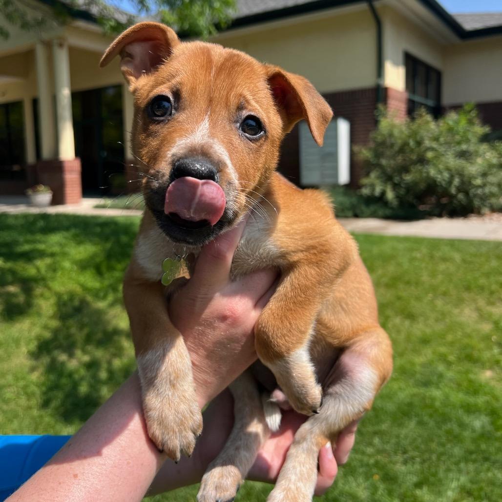 Buddy, a Adoptable mixed breed in Fort Collins, CO image 4/5