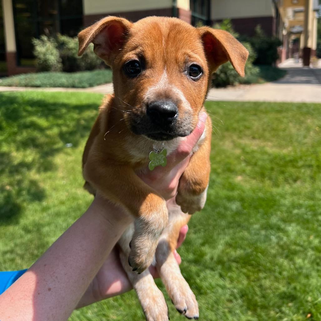 Buddy, a Adoptable mixed breed in Fort Collins, CO image 5/5