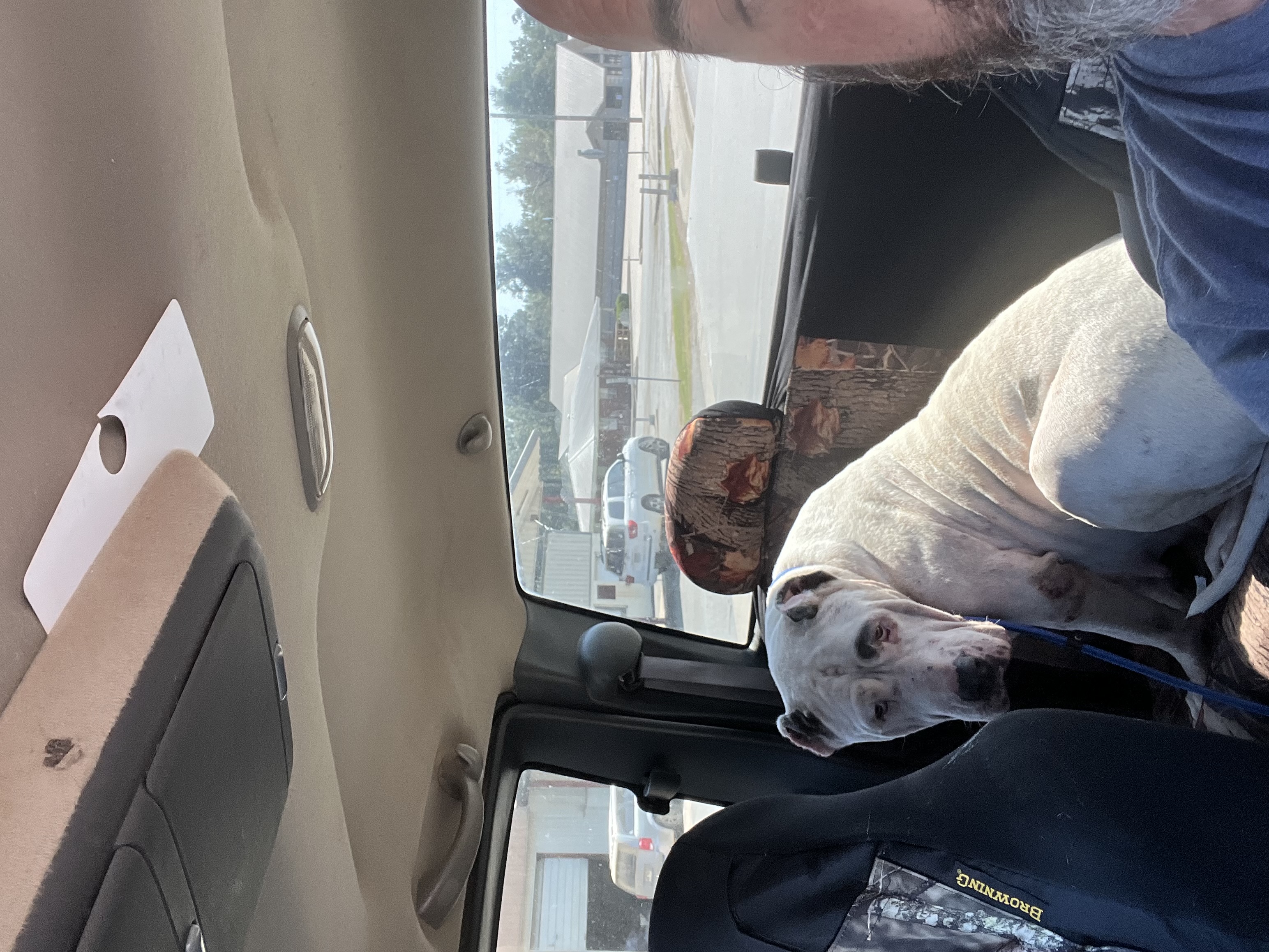 Dog for adoption DG, a Dogo Argentino in Star City, AR Petfinder