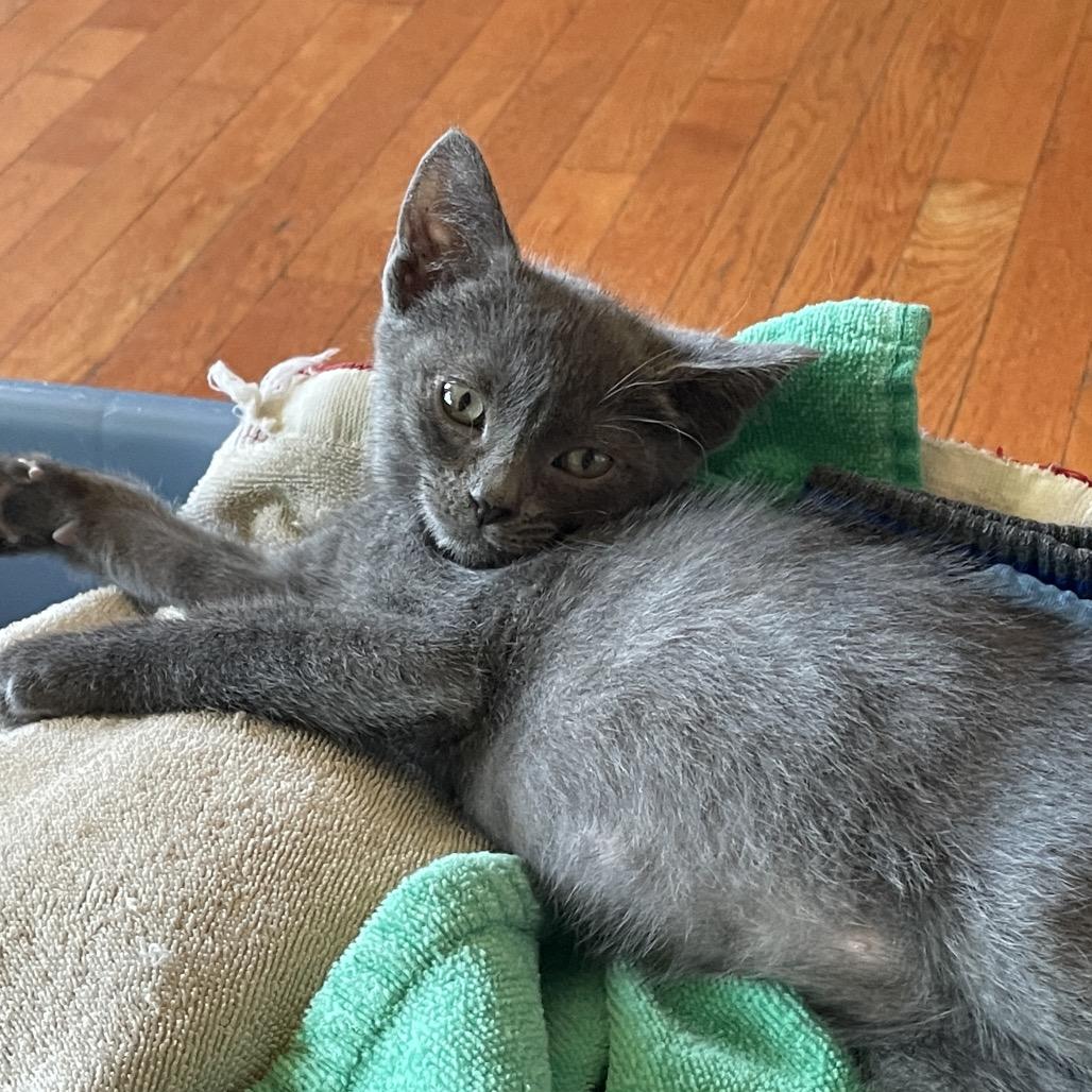 Enlarge Dom, a Adoptable Domestic Short Hair in Ferndale, WA image 2/6