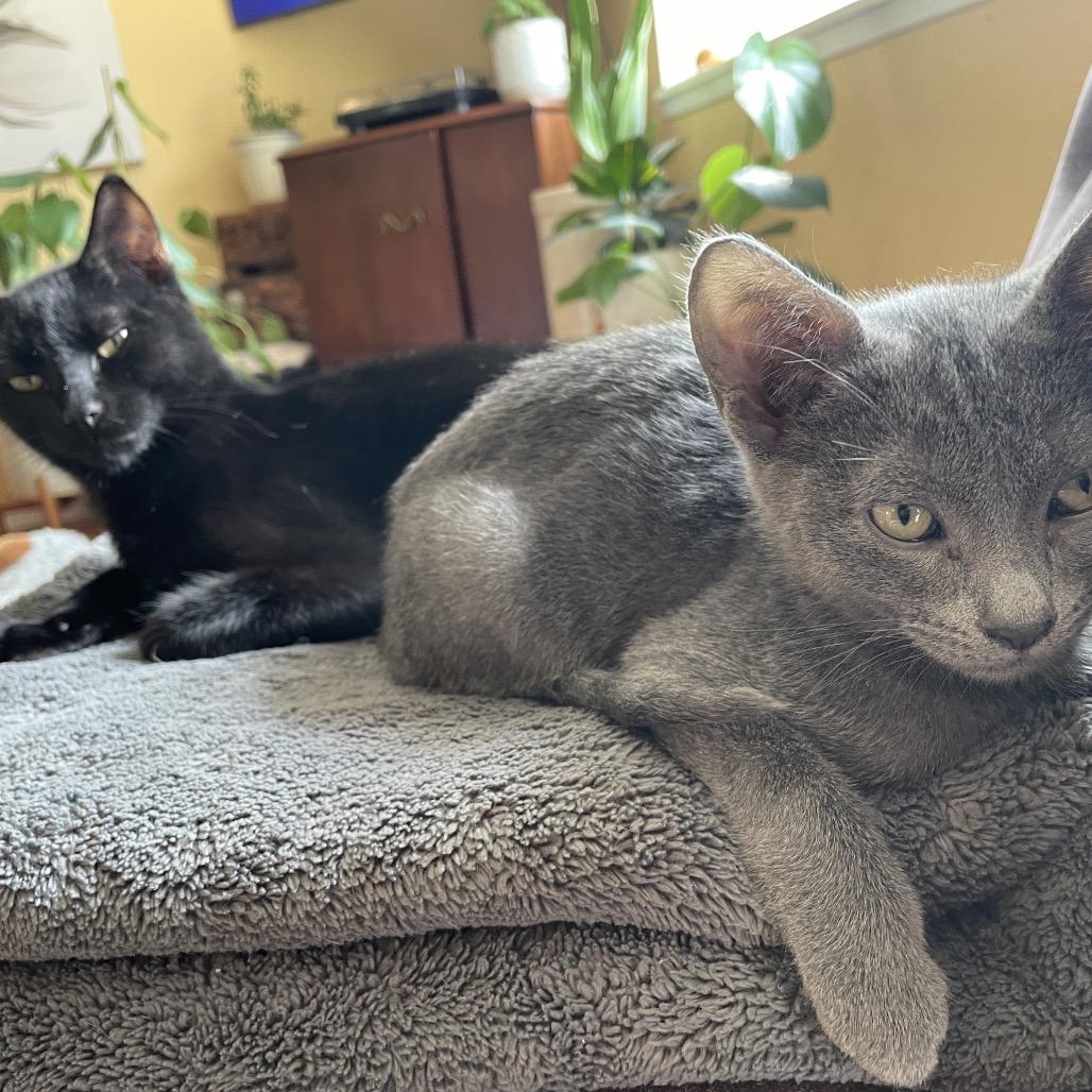 Enlarge Dom, a Adoptable Domestic Short Hair in Ferndale, WA image 4/6