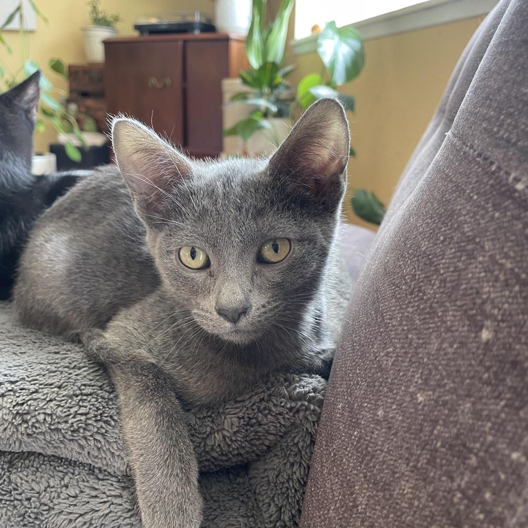 Enlarge Dom, a Adoptable Domestic Short Hair in Ferndale, WA image 5/6