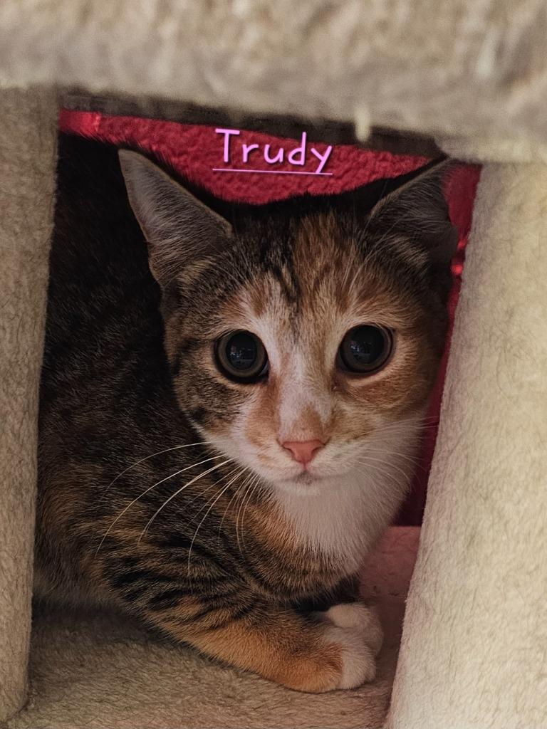 Enlarge Trudy, a Adoptable mixed breed in Jim Thorpe, PA image 1/4