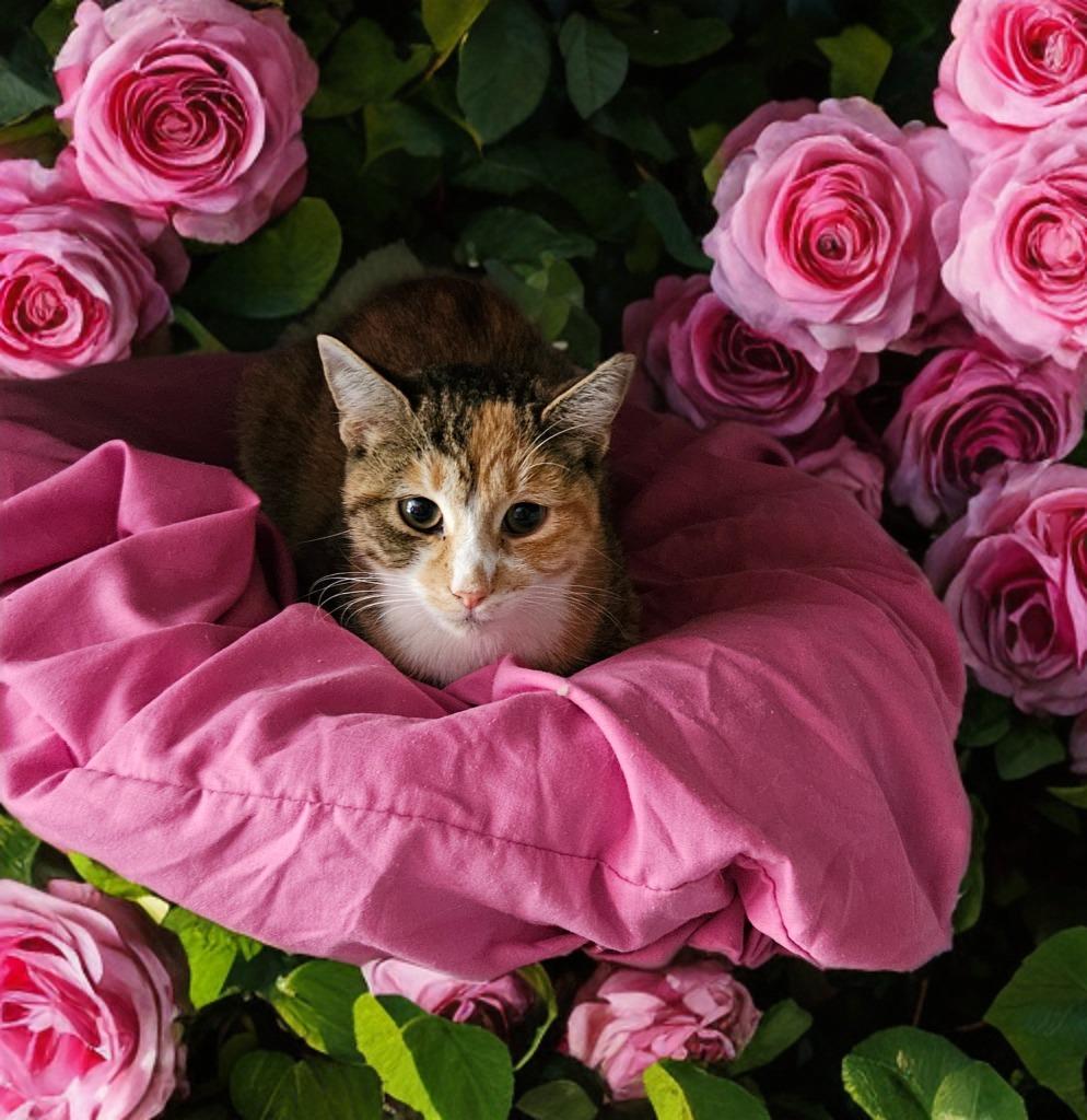 Enlarge Trudy, a Adoptable mixed breed in Jim Thorpe, PA image 2/4