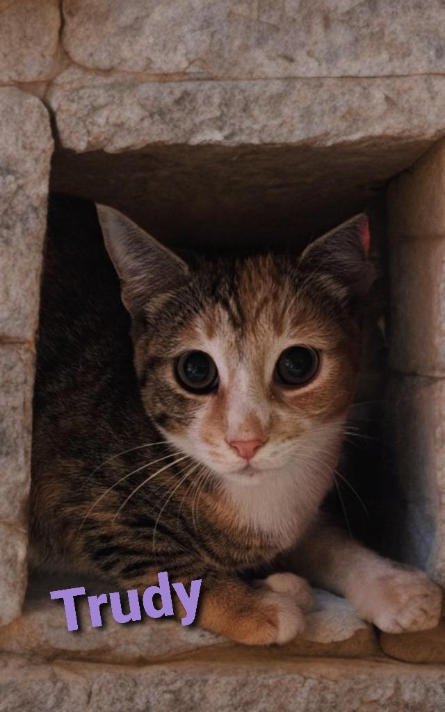 Enlarge Trudy, a Adoptable mixed breed in Jim Thorpe, PA image 3/4