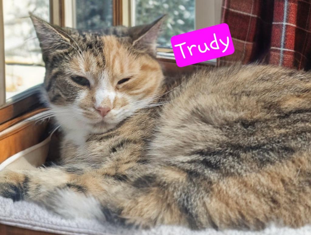 Enlarge Trudy, a Adoptable mixed breed in Jim Thorpe, PA image 4/4