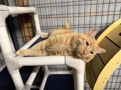 Tiger, Adoptable, Young Male Domestic Short Hair & Domestic Short Hair.