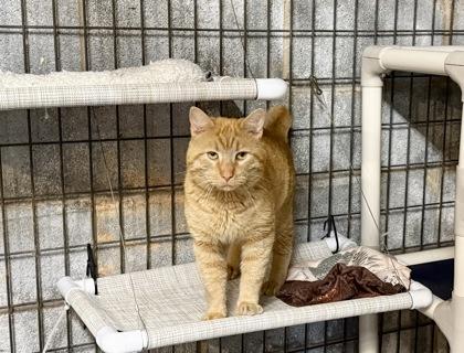 Enlarge Tiger, a Adoptable mixed breed in Wilkesboro, NC image 2/3