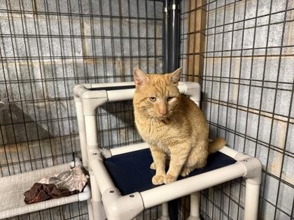Enlarge Tiger, a Adoptable mixed breed in Wilkesboro, NC image 3/3