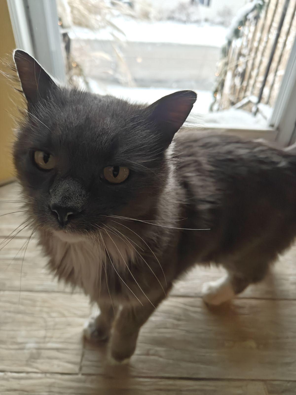 Oliver, ADOPTABLE, Young Male Domestic Medium Hair.