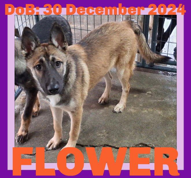 Enlarge FLOWER, a Adopted German Shepherd Dog in Sebec, ME image 1/2