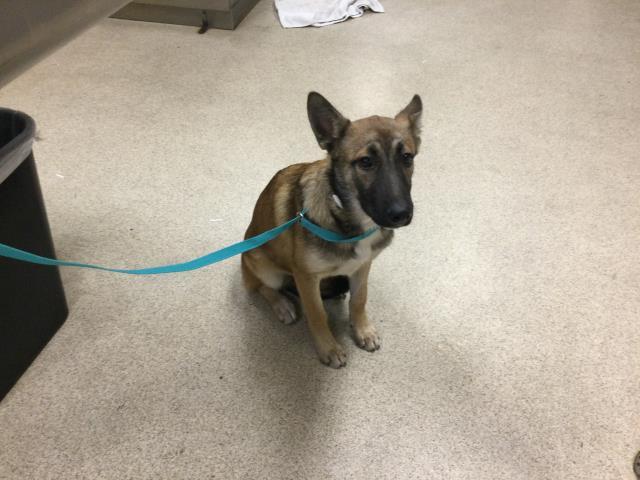 Enlarge FLOWER, a Adopted German Shepherd Dog in Sebec, ME image 2/2