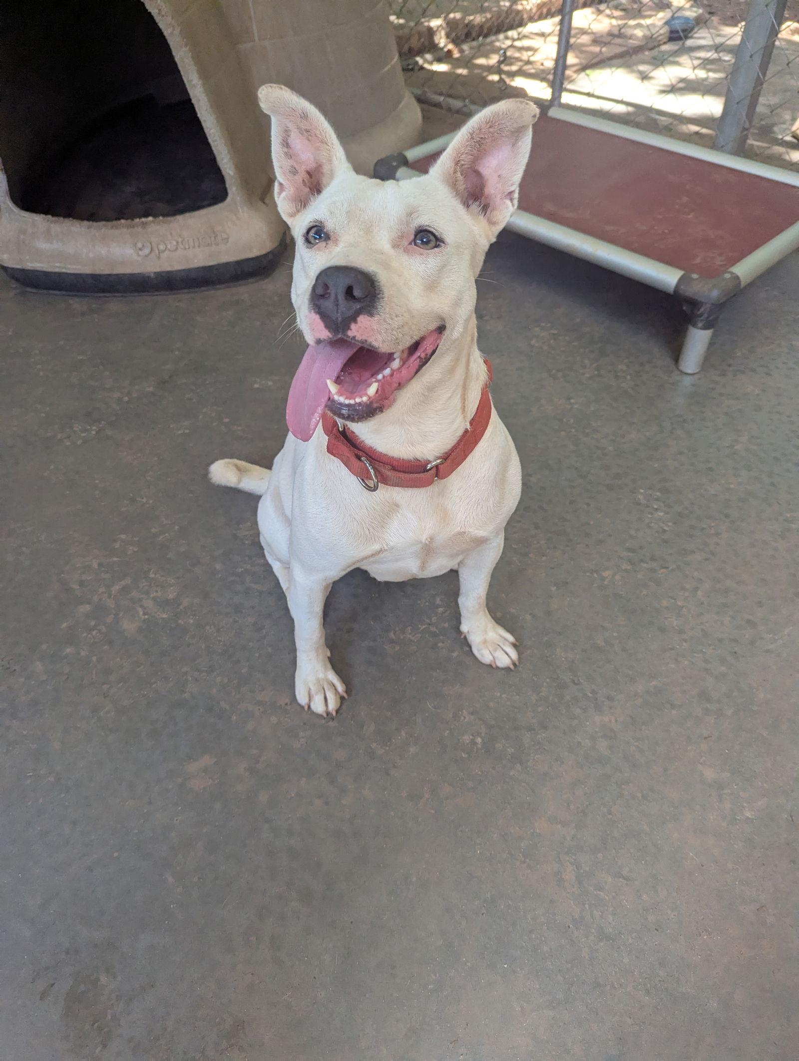 Delilah, a Adoptable Mixed Breed in Mc Cormick, SC image 1/3