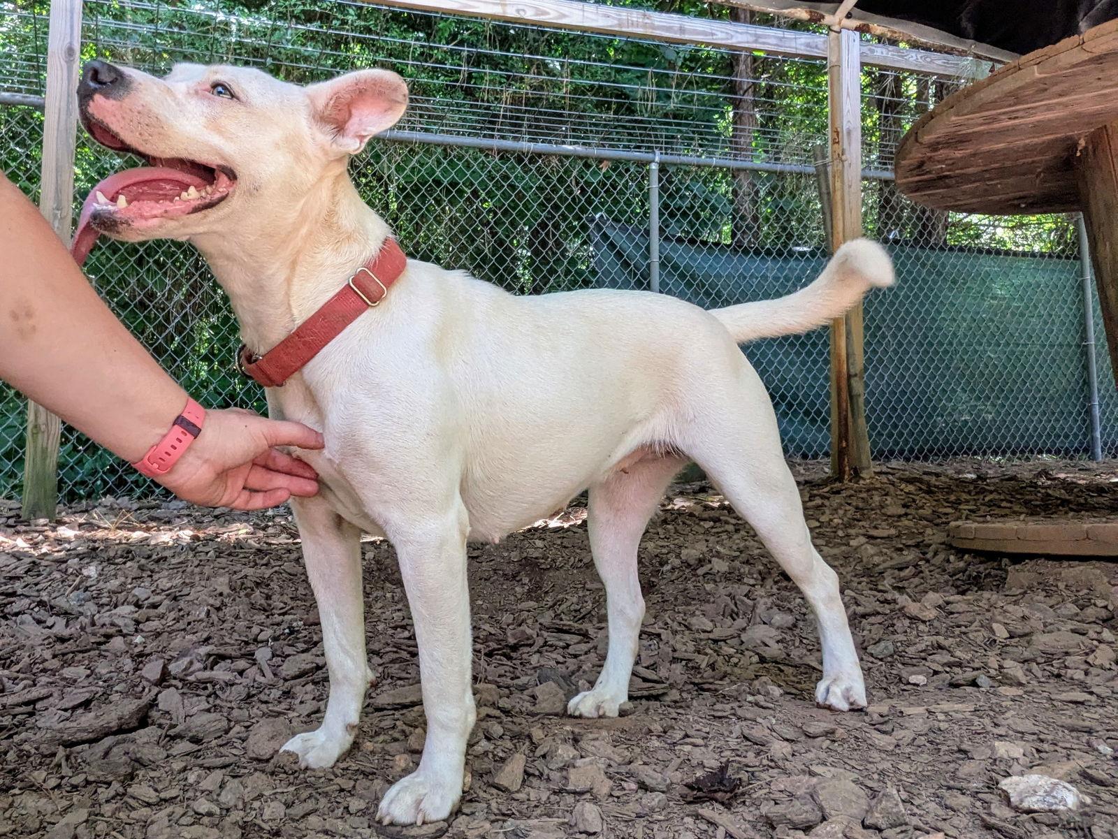 Delilah, a Adoptable Mixed Breed in Mc Cormick, SC image 3/3