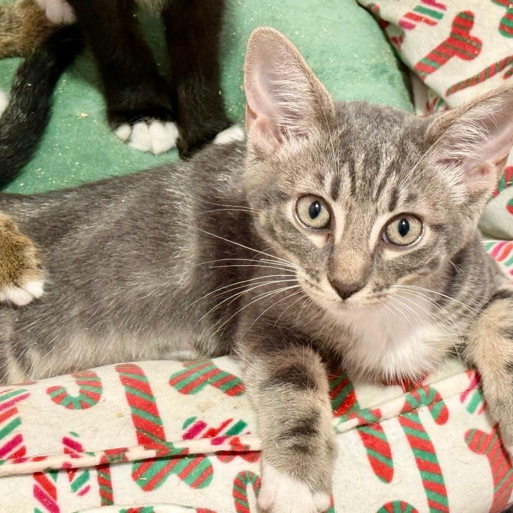 Enlarge Violet, a Adoptable Domestic Short Hair in New Port Richey, FL image 1/2