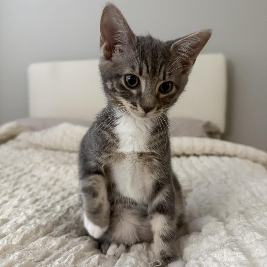 Enlarge Violet, a Adoptable Domestic Short Hair in New Port Richey, FL image 2/2