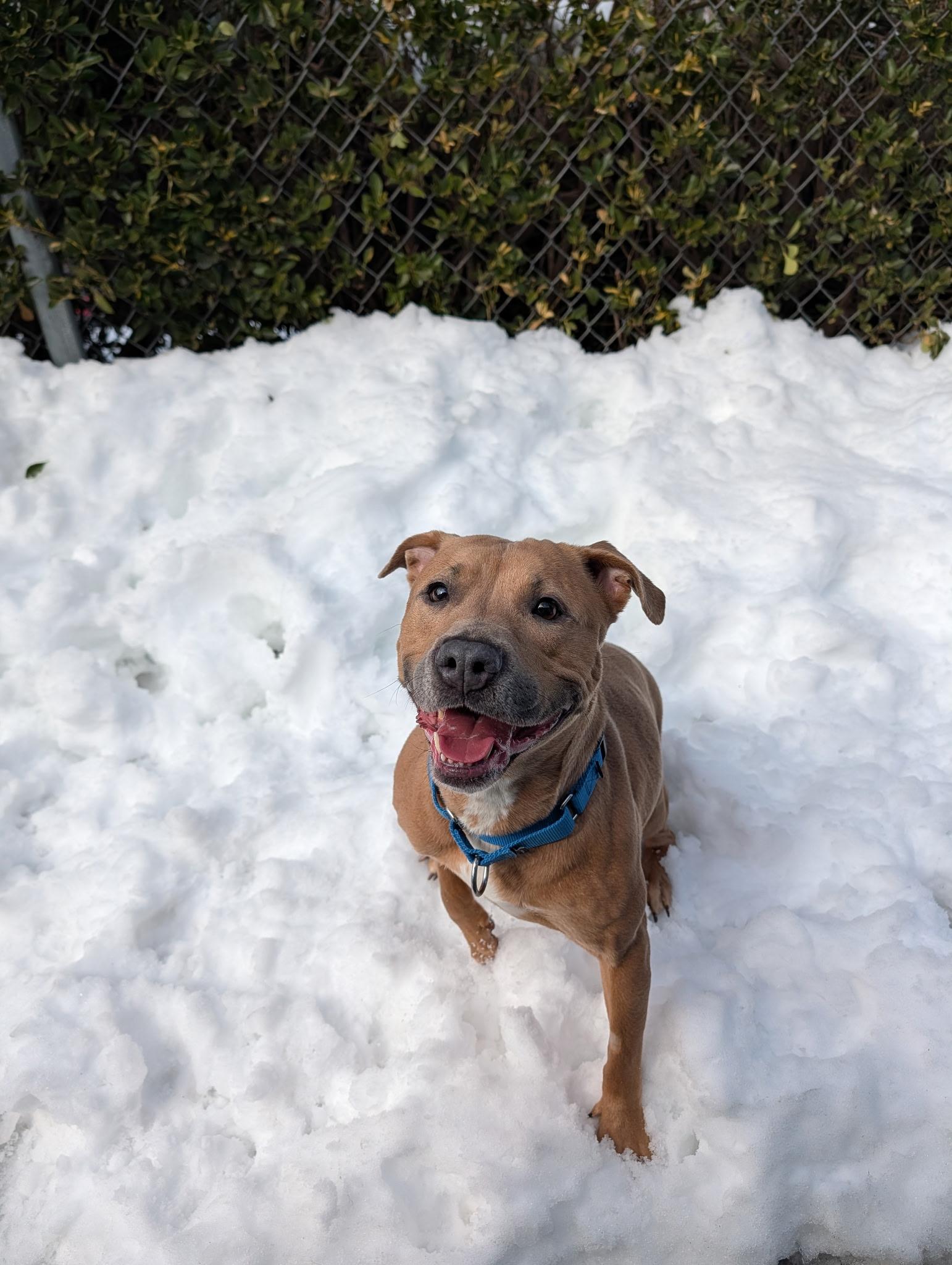 Enlarge Eloise, a ADOPTABLE mixed breed in Port Washington, NY image 2/5