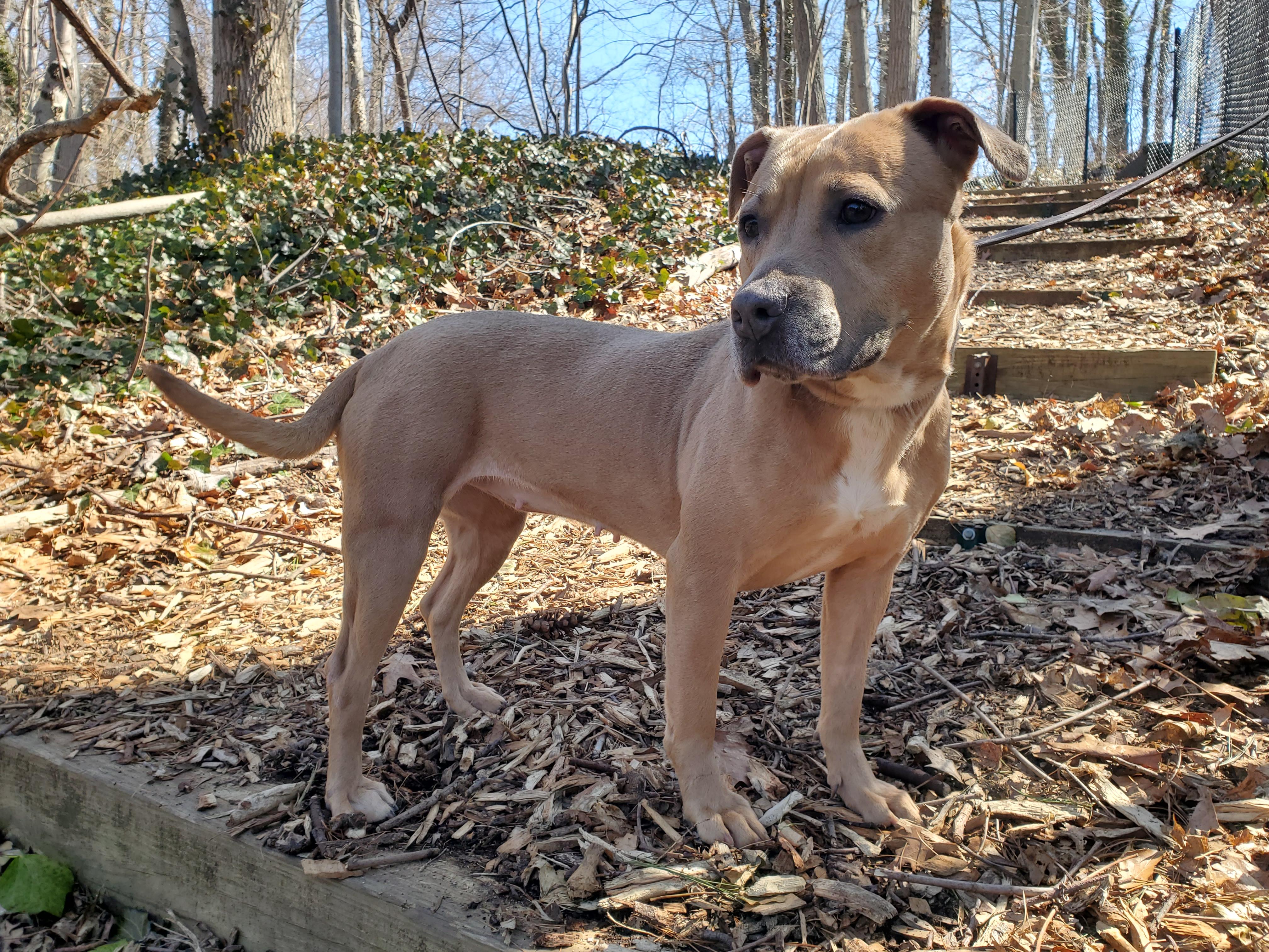 Enlarge Eloise, a ADOPTABLE mixed breed in Port Washington, NY image 4/5