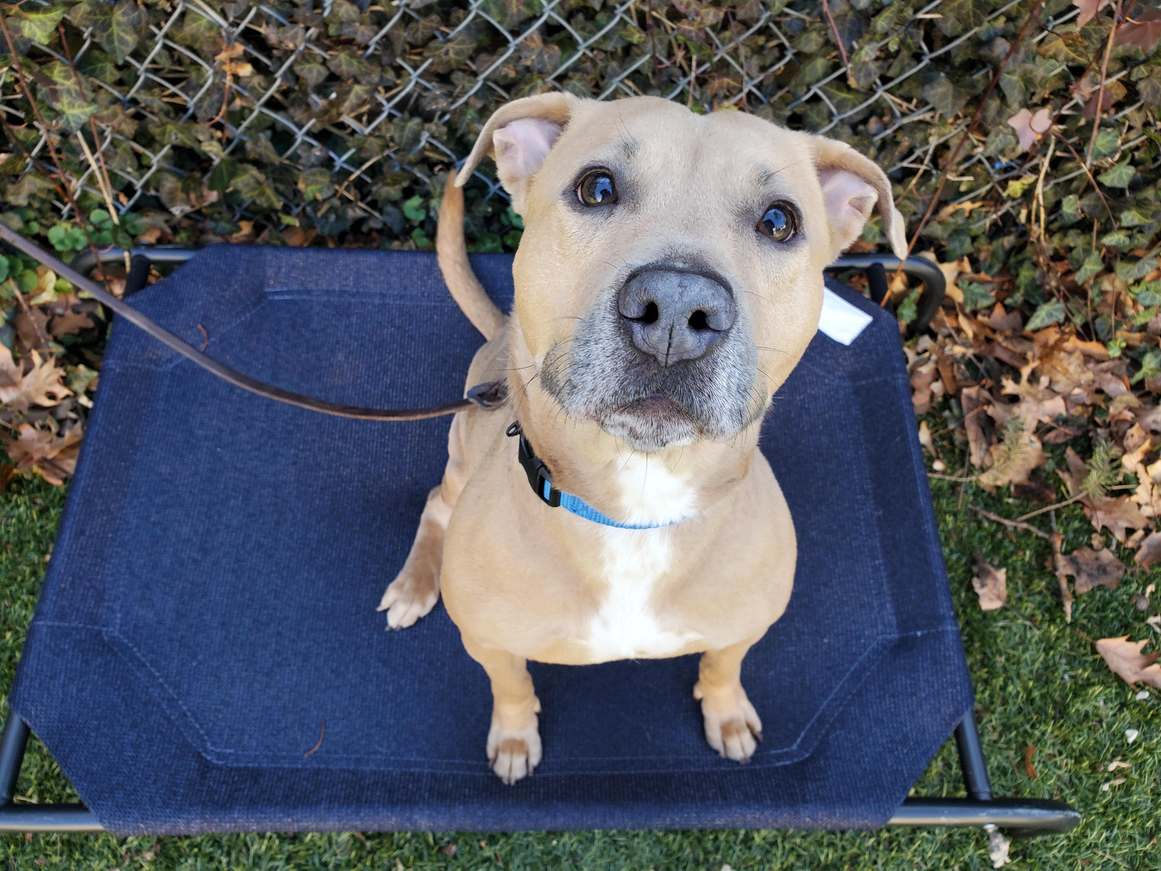 Eloise, ADOPTABLE, Adult Female Pit Bull Terrier.