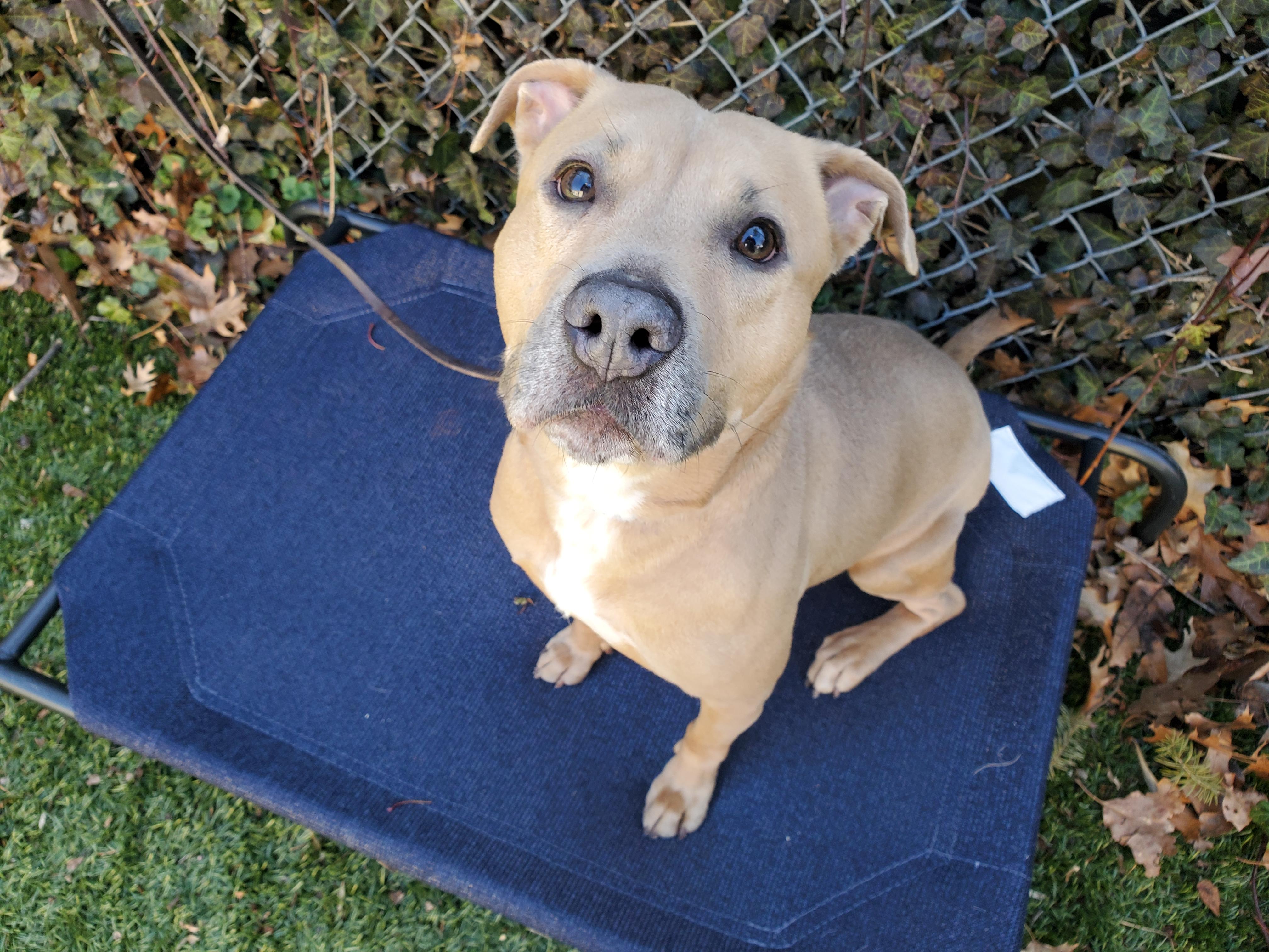 Enlarge Eloise, a ADOPTABLE mixed breed in Port Washington, NY image 5/5