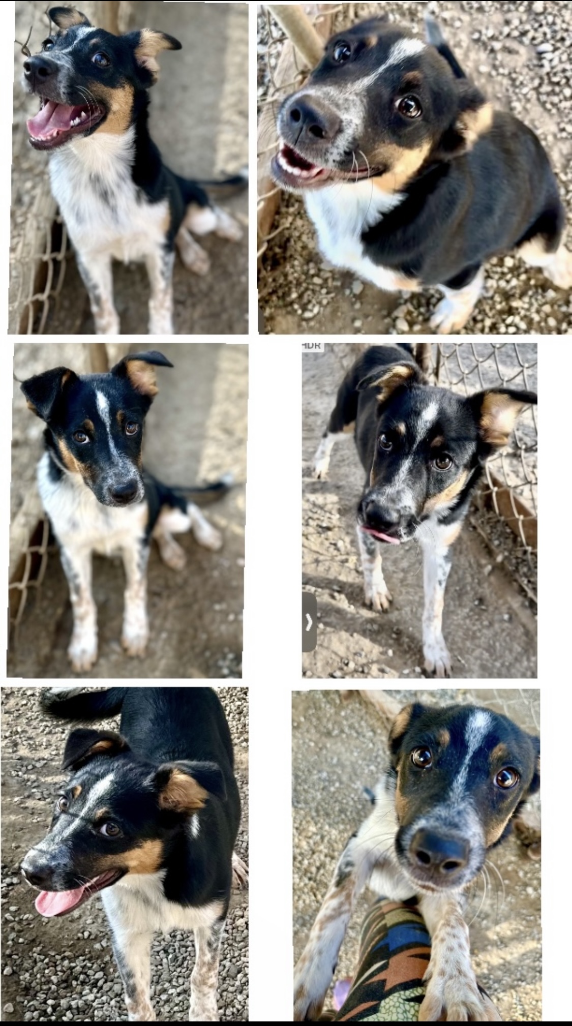 Dog for adoption 2 Herding pups, an Australian Cattle Dog / Blue