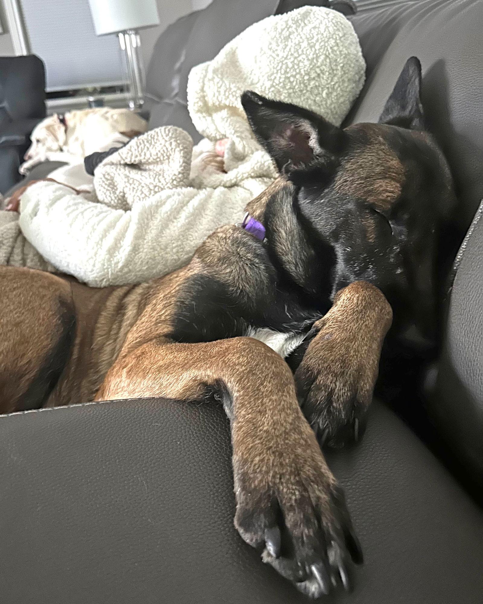 Enlarge Roxy, a Adopted mixed breed in Corona, CA image 1/3