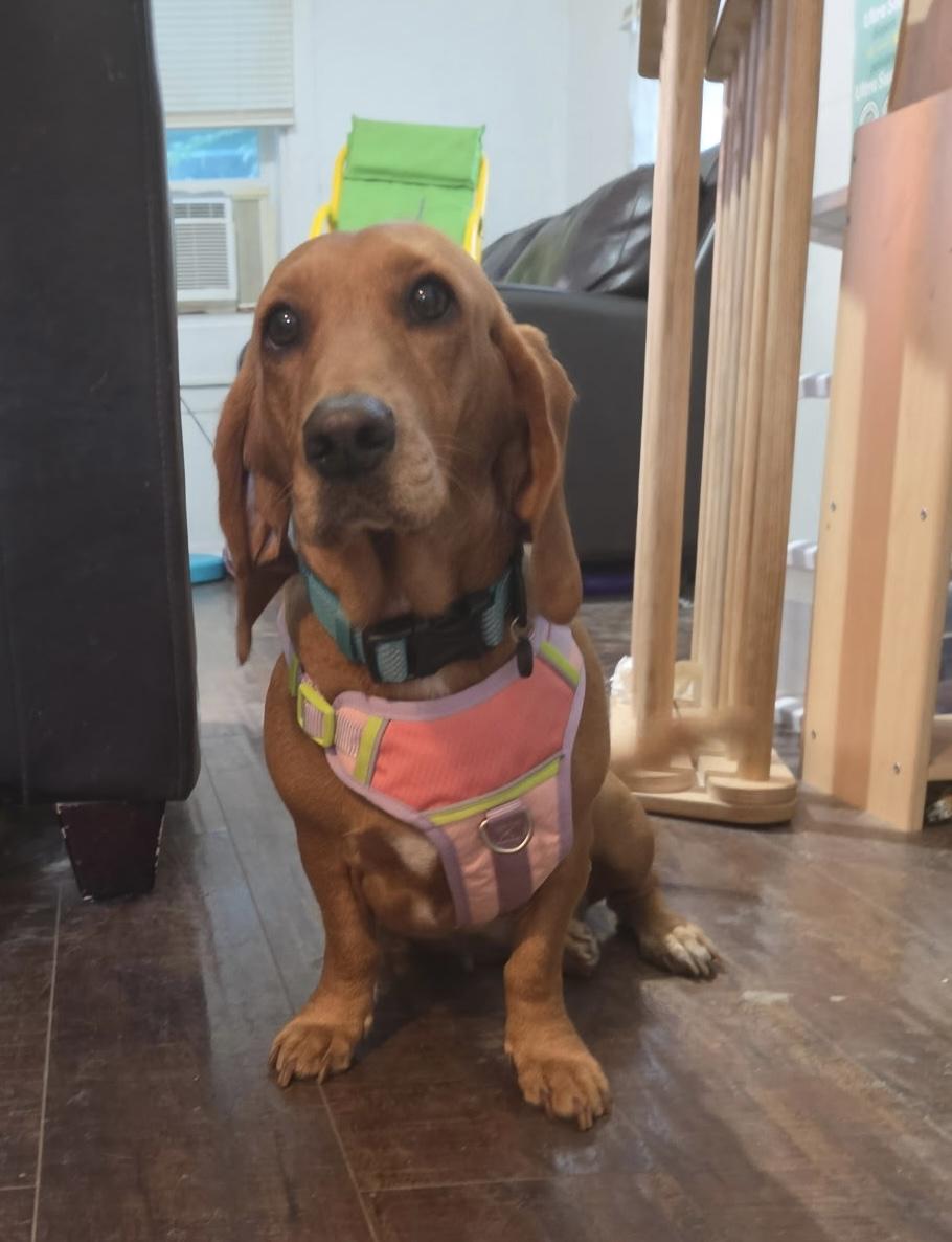 Ducky, Adoptable, Adult Female Dachshund.