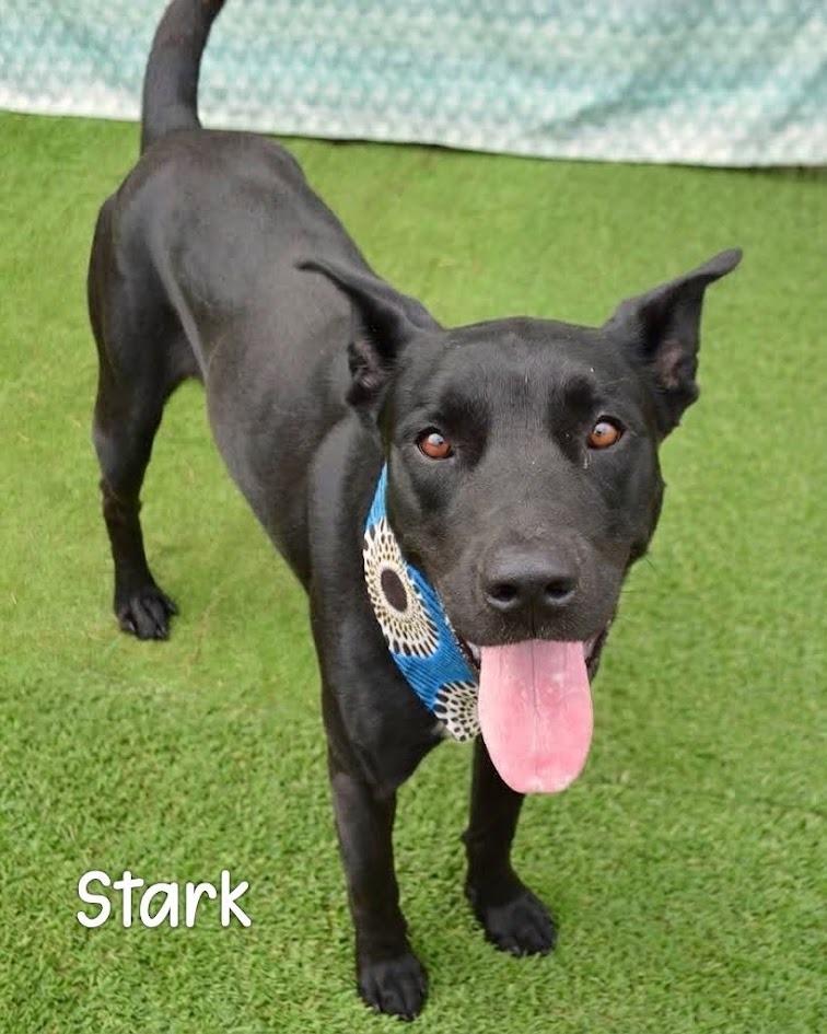 Stark, Adoptable, Young Male Cane Corso.