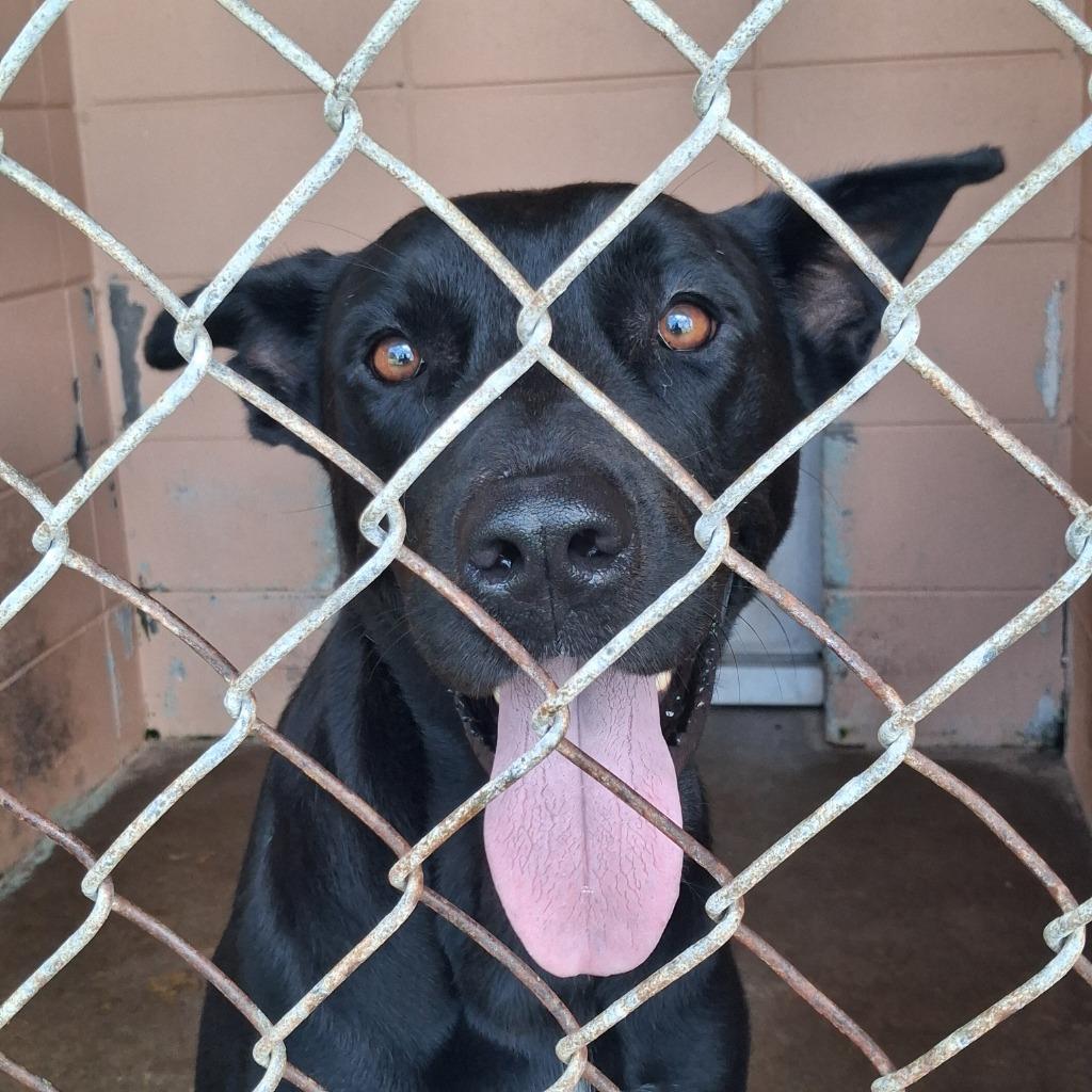 Enlarge Stark, a Adoptable Cane Corso in Gautier, MS image 2/3