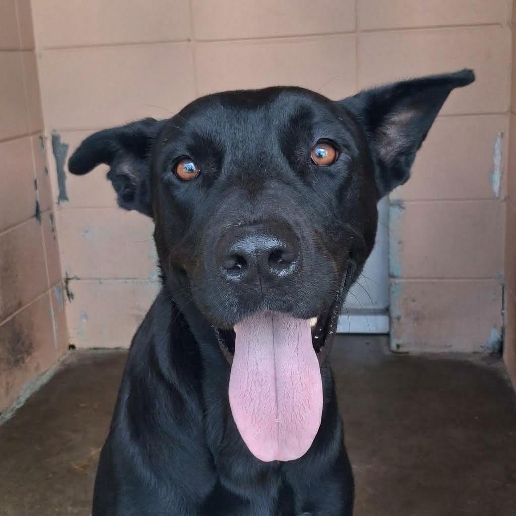 Enlarge Stark, a Adoptable Cane Corso in Gautier, MS image 3/3