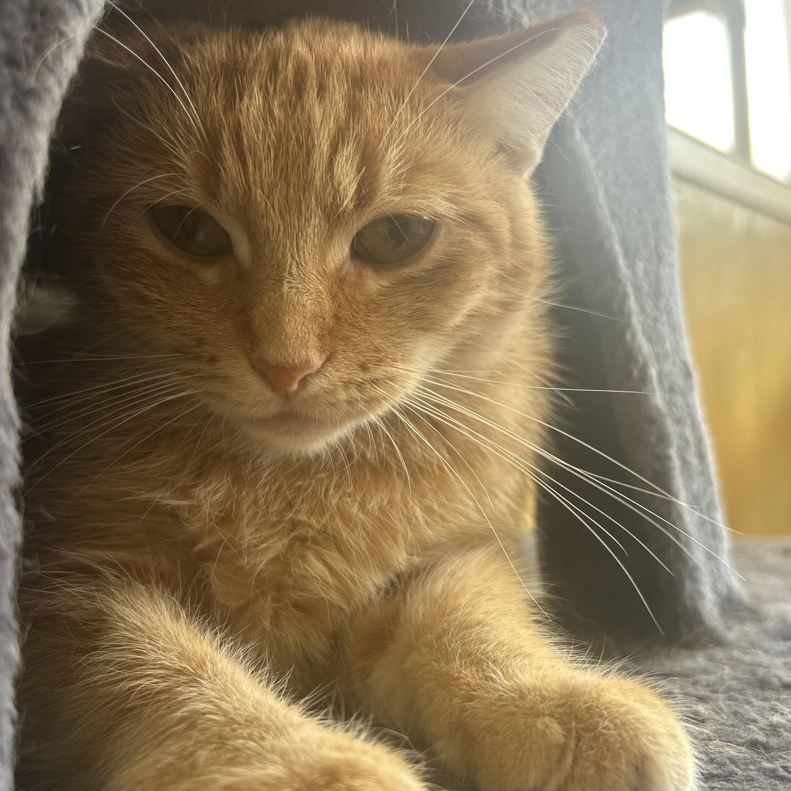 Enlarge Ellie, a ADOPTABLE Tabby in Madison Heights, MI image 3/3