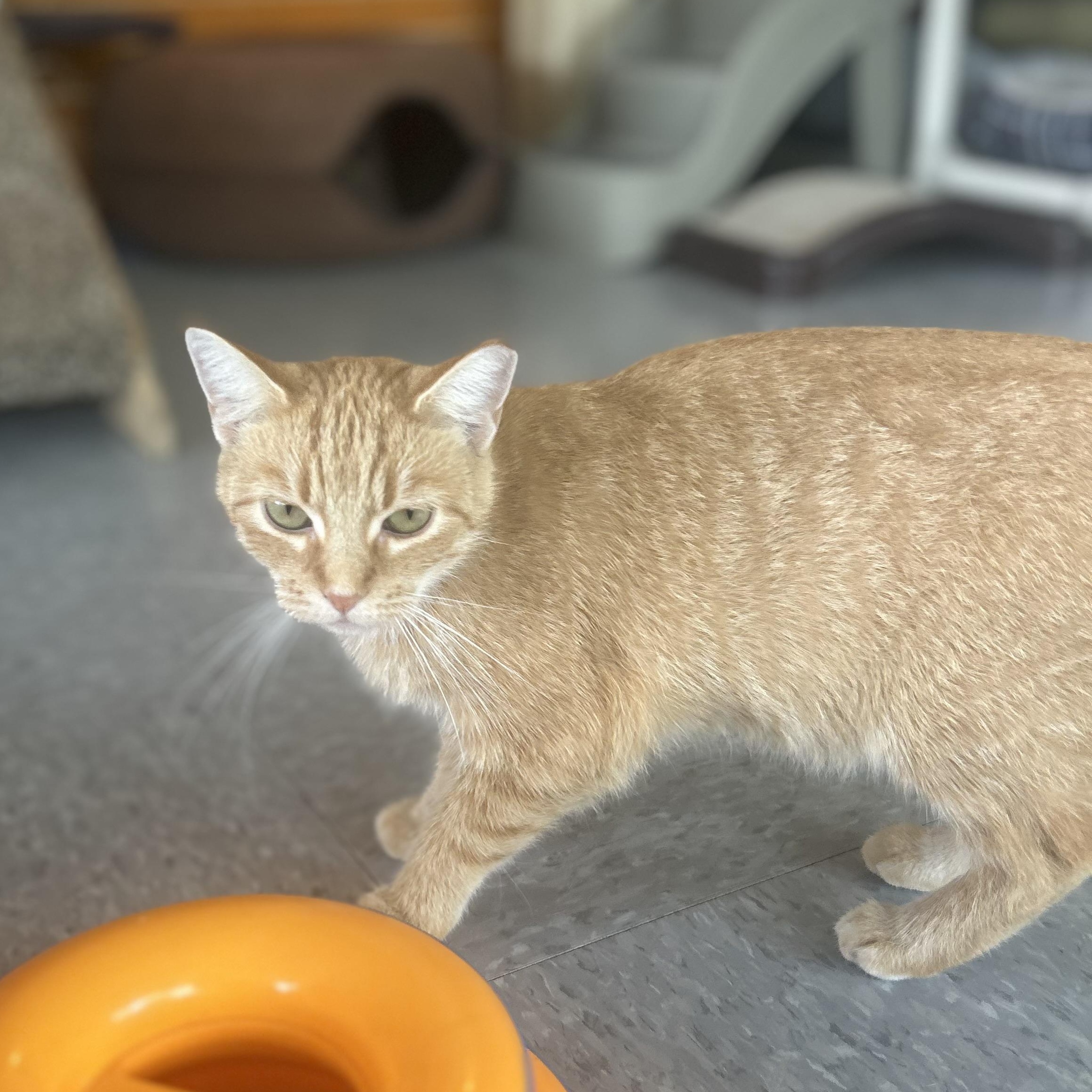 Enlarge Ellie, a ADOPTABLE Tabby in Madison Heights, MI image 2/3