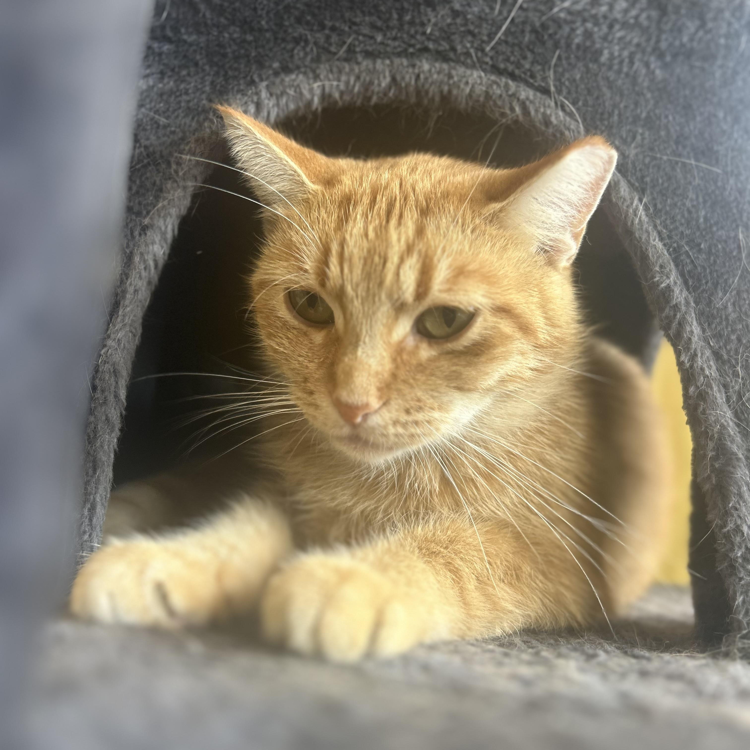 Ellie, ADOPTABLE, Young Female Tabby.