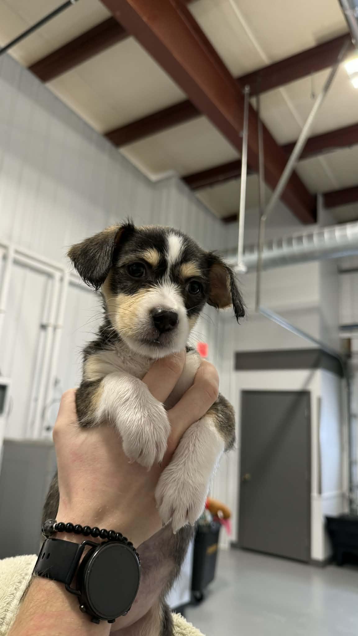 Enlarge Nyla Harper, an adopted mixed breed in Kalamazoo, MI image 2/2