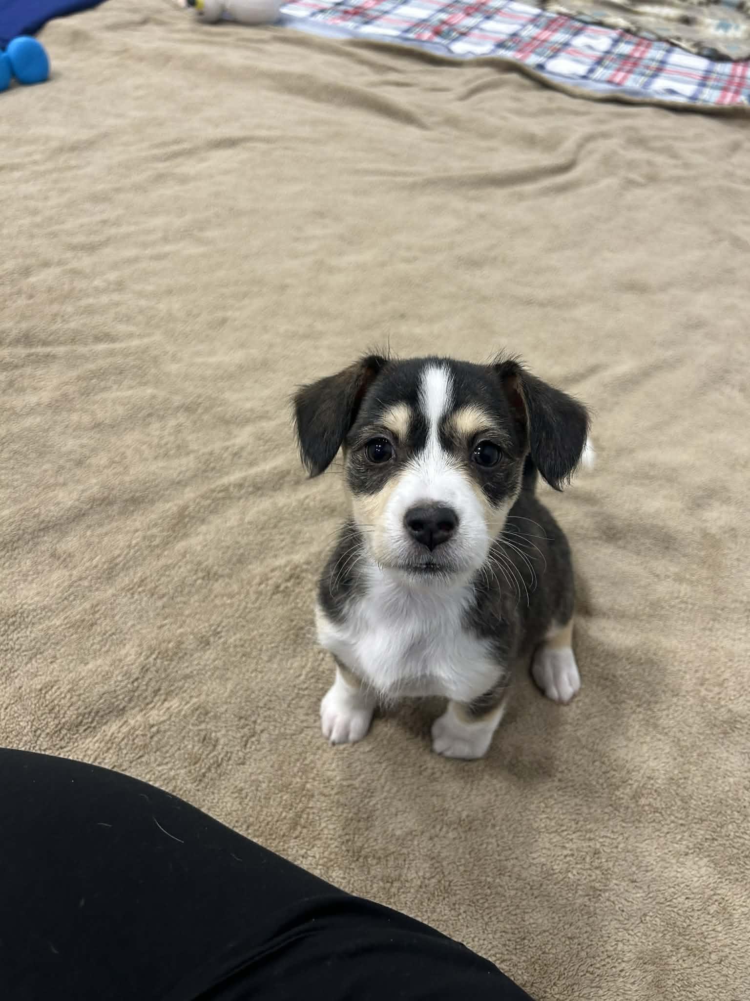 Nyla Harper, adopted, Puppy Female Terrier.