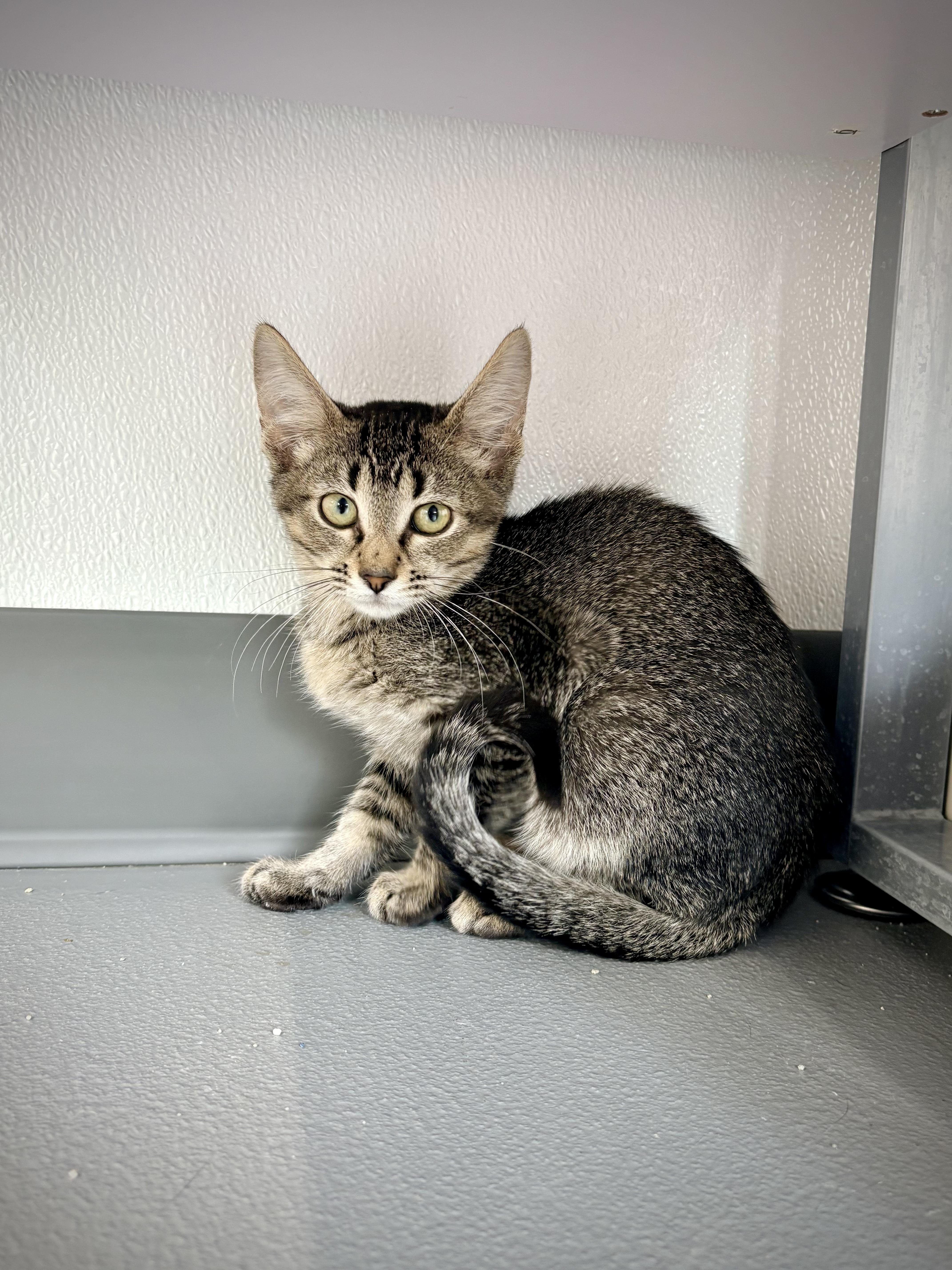 Hazel, Adoptable, Kitten Female Domestic Short Hair.