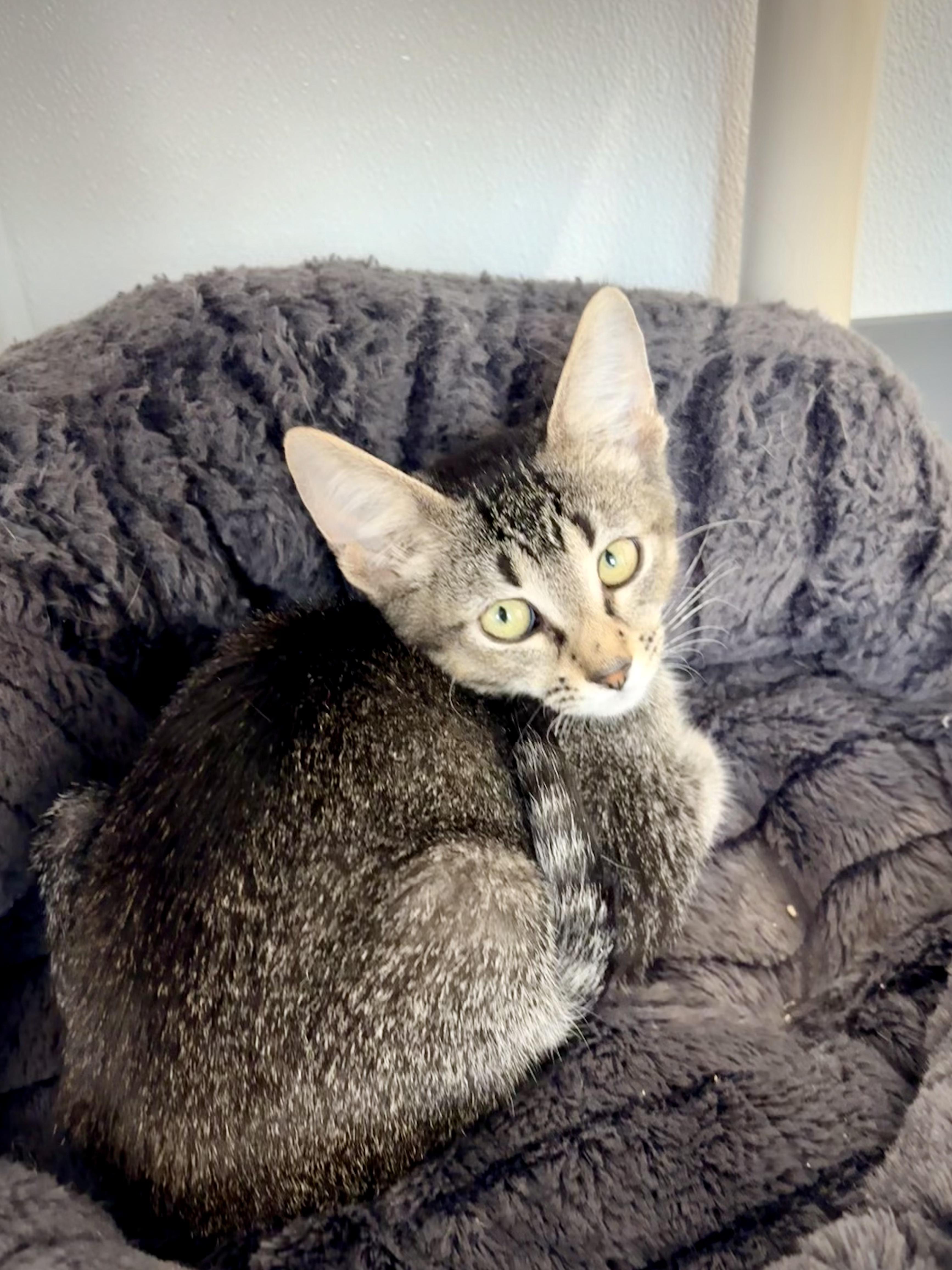 Enlarge Hazel, a Adoptable Domestic Short Hair in Kalamazoo, MI image 2/2